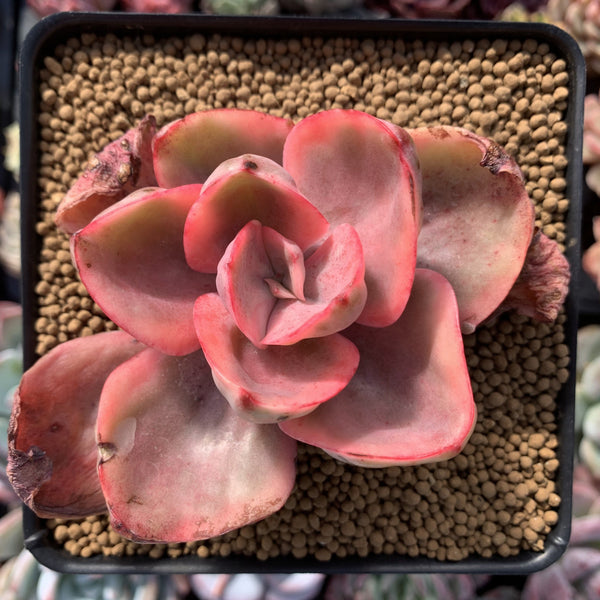 Echeveria 'Golden State' Variegated 3" Succulent Plant