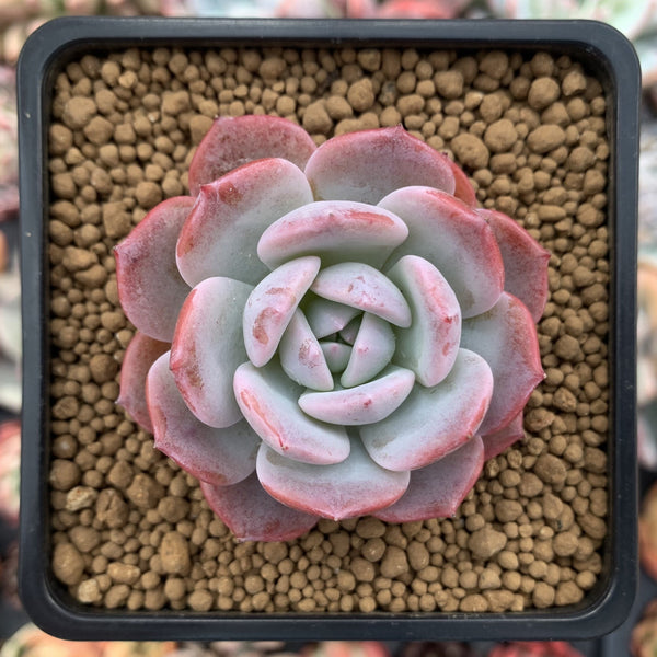 Echeveria 'Horizon' 2" Succulent Plant