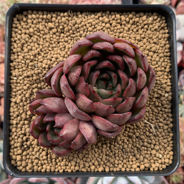 Echeveria Agavoides 'Red Bell' 3" Succulent Plant