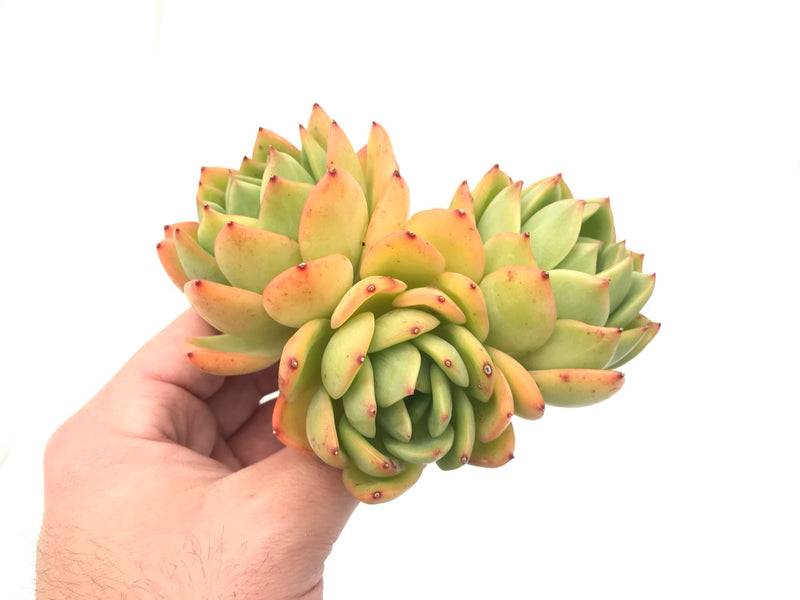 Echeveria Agavoides 'Golden Glow' Cluster 6"+ Rare Succulent Plant