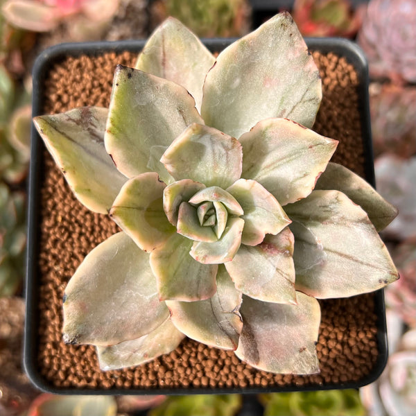 Graptopetalum 'Bainesii' Unique Striated Variegated 2"-3" Succulent Plant