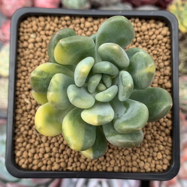 Pachyveria 'Walth' Variegated 3" Very Rare Succulent Plant