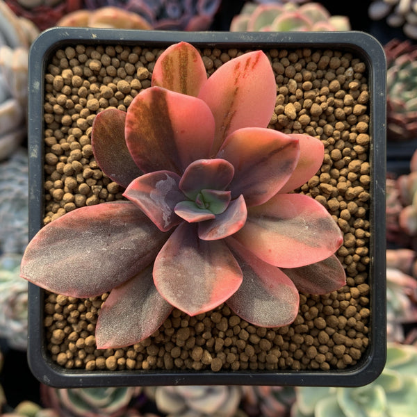 Echeveria 'Hanaikada' Variegated 2" Succulent Plant