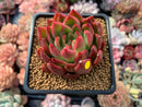 Echeveria Agavoides 'Prolifera' 3" Succulent Plant