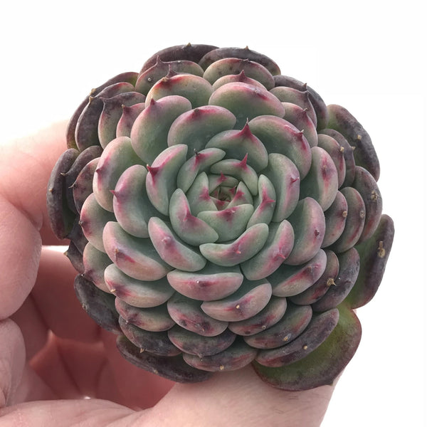 Echeveria Marcel 2” Rare Succulent Plant