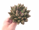 Echeveria Agavoides ‘Gold light’ 4” Rare Succulent Plant