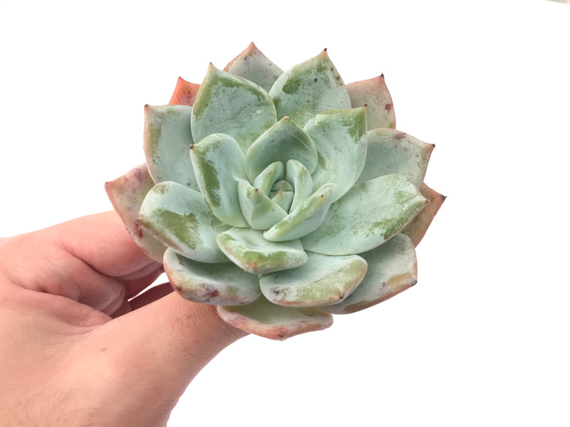 Echeveria 'Colorata' Hybrid 4” Powdery Succulent Plant