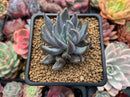 Echeveria 'Unguiculata' 2"-3" Succulent Plant