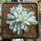 Sedeveria 'Blue Elf' Variegated 2" Succulent Plant