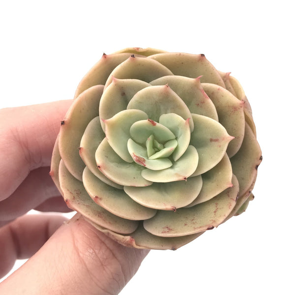 Echeveria 'Fun Queen’ 2” Rare Succulent Plant