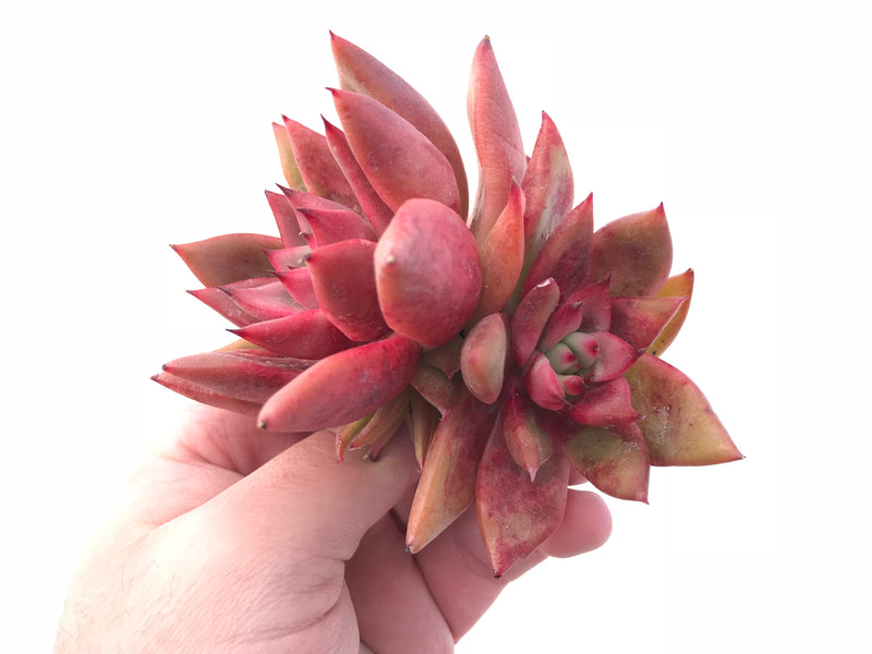 Echeveria Agavoides Mundy Cluster 4” Rare Succulent Plant