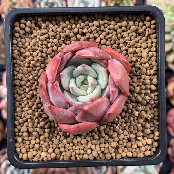 Echeveria 'Hongye' 2" Succulent Plant