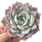 Echeveria 'Colorata' 4" Powdery Succulent Plant