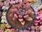 Graptoveria 'Rubydona' 4" Succulent Plant