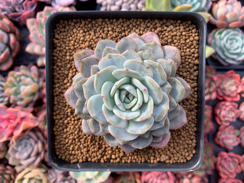 Echeveria 'Raffine' 3" Powdery Succulent Plant