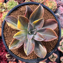 Graptoveria 'Fred Ives' Variegated 4" Succulent Plant