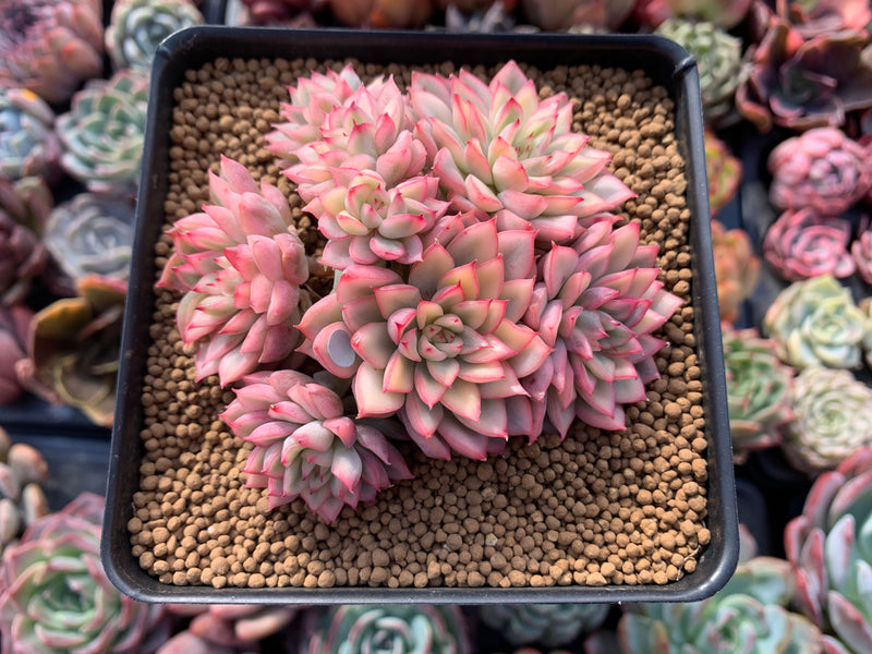 Echeveria 'Mebina' Variegated 4" Cluster Succulent Plant