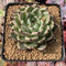 Echeveria Agavoides 'Black Cat' 4" Succulent Plant