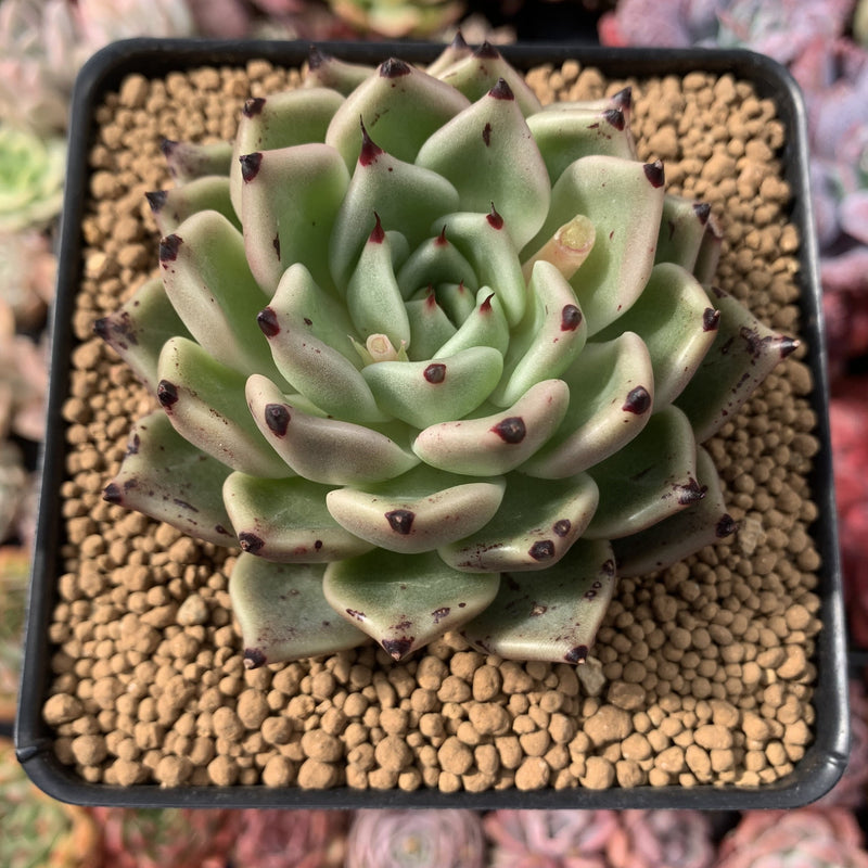 Echeveria Agavoides 'Black Cat' 4" Succulent Plant