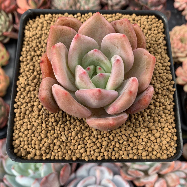 Echeveria Agavoides 'Pink Champaign' 2" Succulent Plant