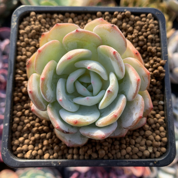 Echeveria 'Laui' Hybrid 2" Succulent Plant