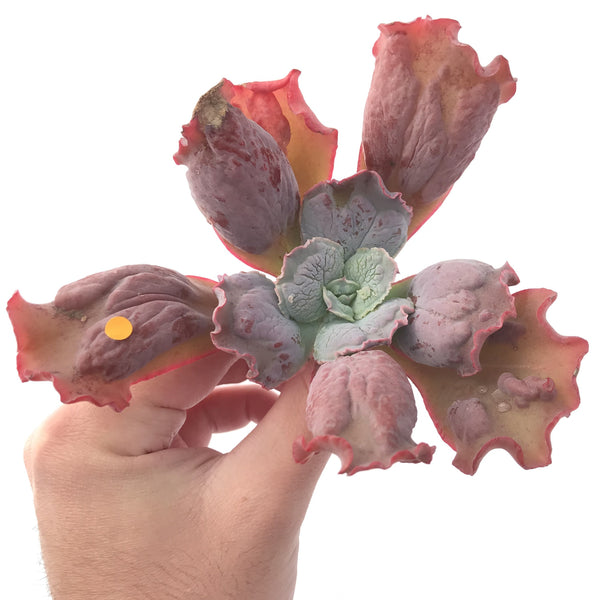 Echeveria 'Linguas' 4" Succulent Plant