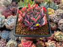 Echeveria 'Trumpet Pinky' 2"-3" Succulent Plant