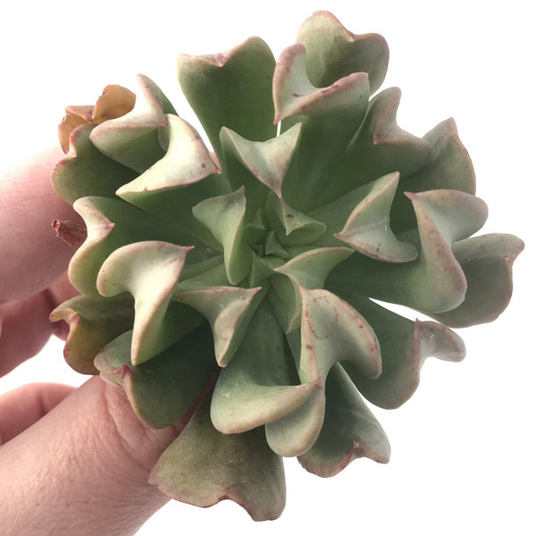 Echeveria 'Black Hawk' 2"-3" Succulent Plant