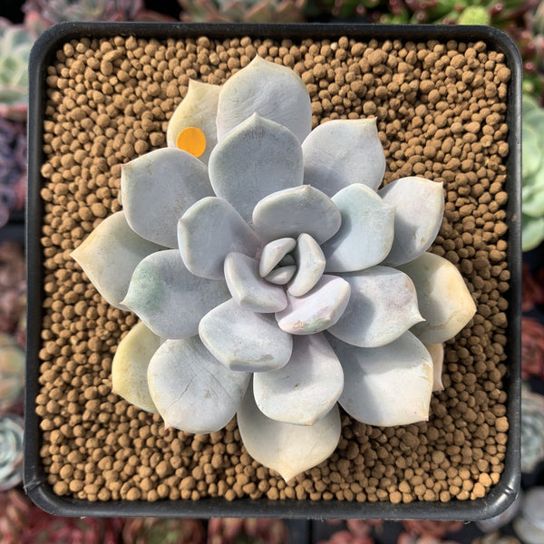 Echeveria 'Tiramisu' 3" Powdery Succulent Plant