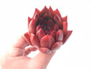 Echeveria Agavoides Red Maria 3” Rare Succulent Plant