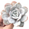 Echeveria 'Laui’ 3"-4" Powdery Succulent Plant