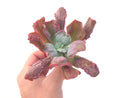 Echeveria 'Linguas' 4" Succulent Plant