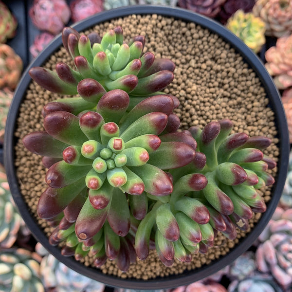 Sedum 'Rubrotinctum' Cluster 4" Succulent Plant