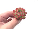 Echeveria Agavoides 'Pokeball' 1" New Hybrid Succulent Plant