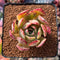 Echeveria sp. 2" Succulent Plant