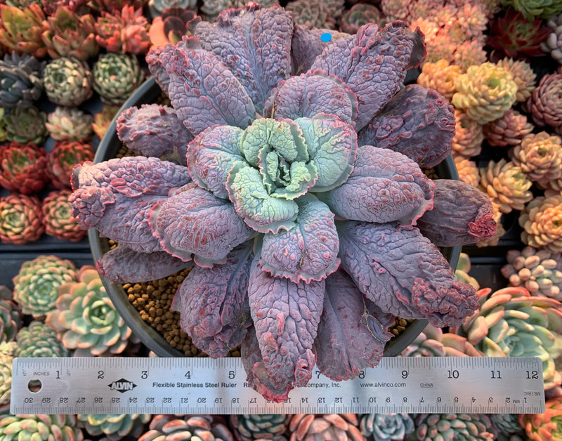 Echeveria 'Linguas' 8" Extremely Large Succulent Plant