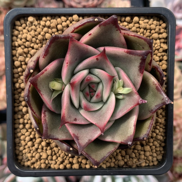 Echeveria Agavoides 'Padma' 4" Succulent Plant