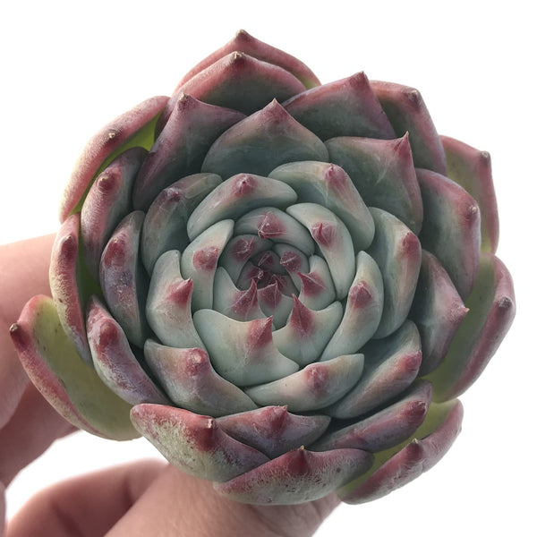 Echeveria 'Chihuahuaensis' 3" Succulent Plant