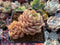 Echeveria 'Ben Badis' 2"-3" Cluster Succulent Plant