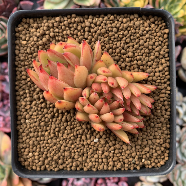 Echeveria Agavoides 'Elkhorn' Crested Cluster 3" Succulent Plant