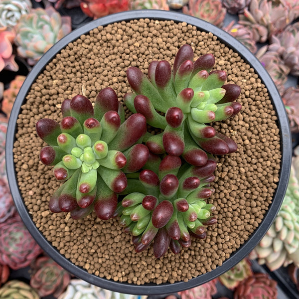 Sedum 'Rubrotinctum' Cluster 4" Succulent Plant