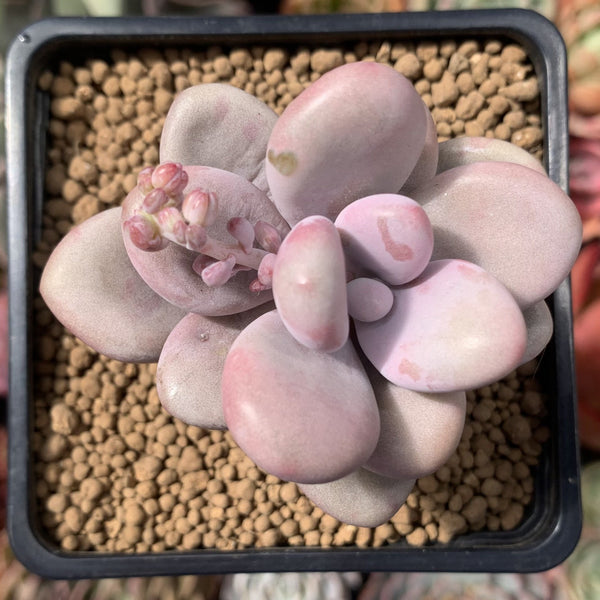 Graptopetalum 'Amethystinum’ 2” Succulent Plant