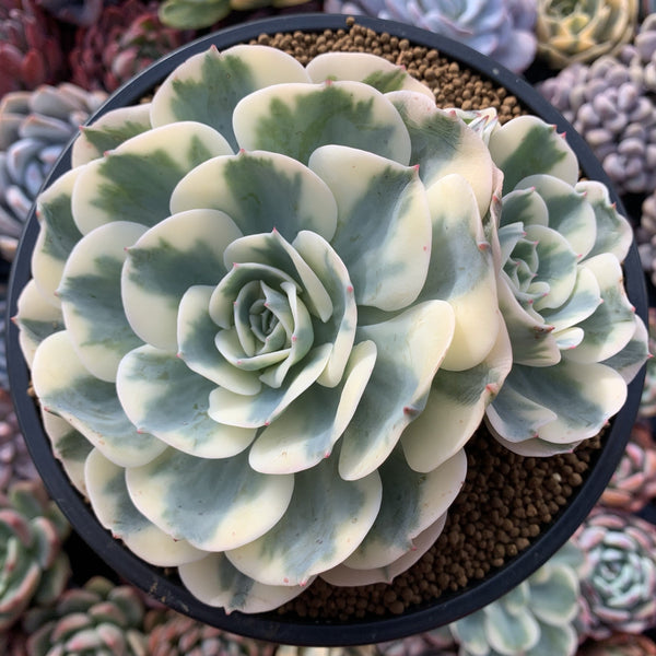 Echeveria 'Compton Carousel' Variegated Large Cluster 7" Succulent Plant