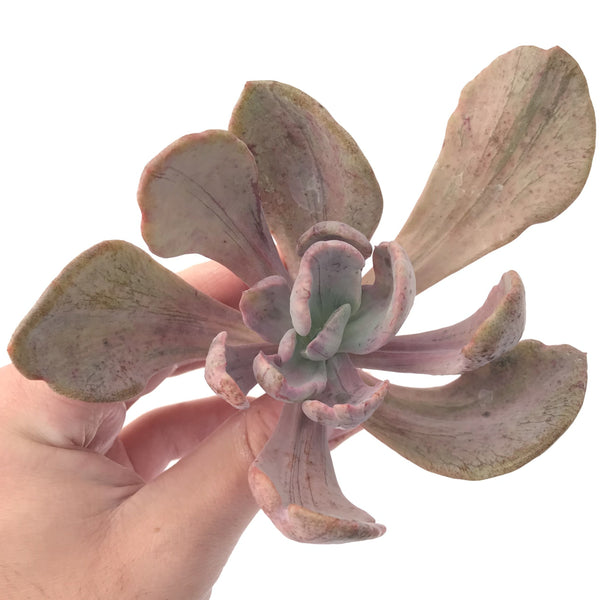 Pachyveria 'Jocelyns Joy' Variegated 4" Succulent Plant