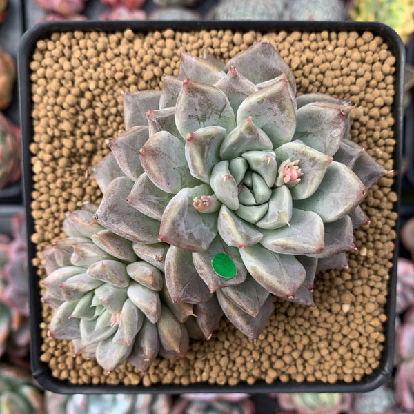 Echeveria 'Moiré' 3-4" Cluster Powdery Succulent Plant