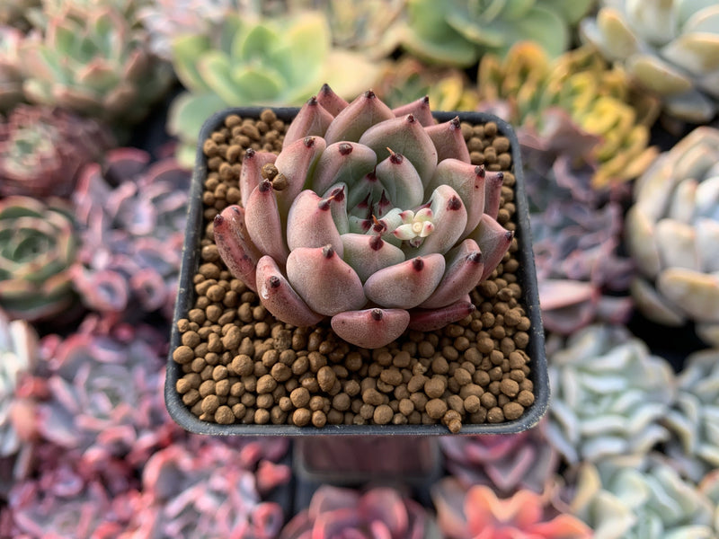 Echeveria Agavoides 'Red Tips' 1"-2" Succulent Plant