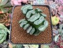 Haworthia Truncata sp. 3" Cluster Succulent Plant