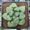 Haworthia 'Jin Ji-hee' 2" Succulent Plant