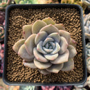 Echeveria 'La Bamba' 2"-3" Succulent Plant