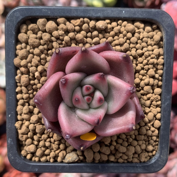 Echeveria Agavoides 'Red Ebony' 1"-2" Succulent Plant